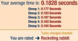 sheep.jpg