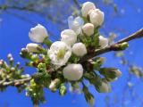 IMG_5252.jpg